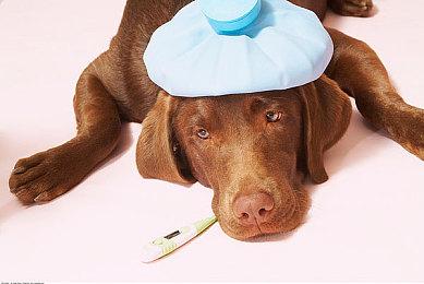 吉田直树已不在SE公司董事会名单中